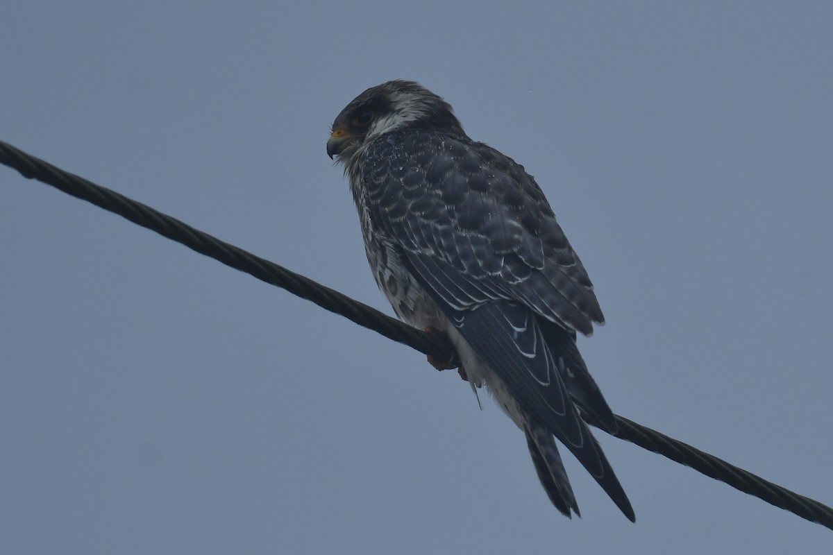 紅腳隼 - ML645878264