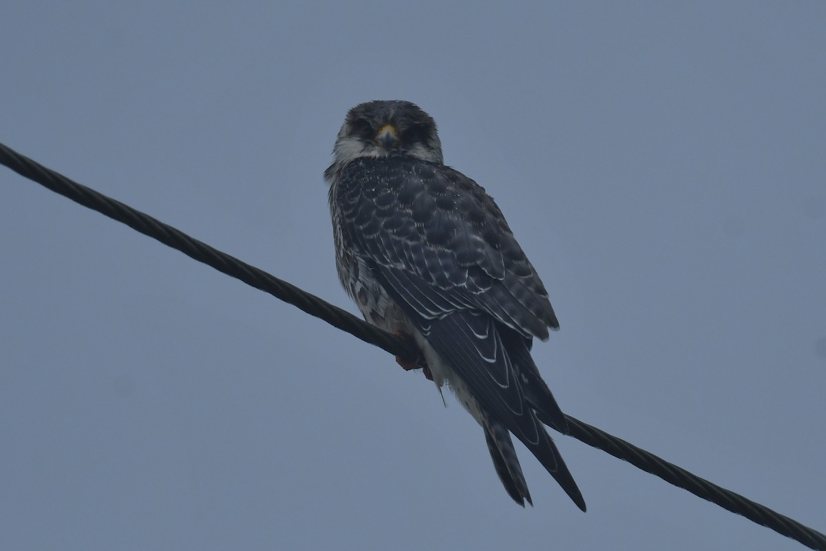 紅腳隼 - ML645878265