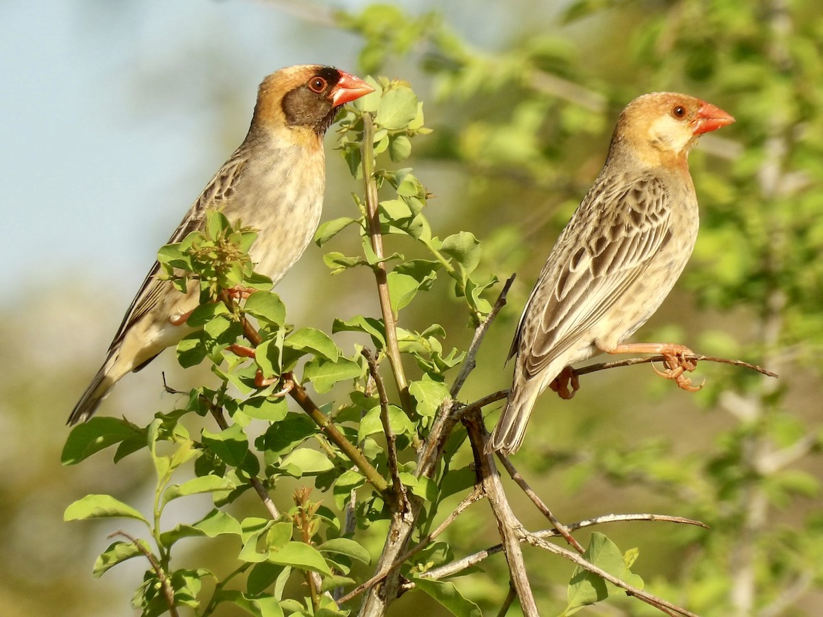 Red-billed Quelea - ML645878266