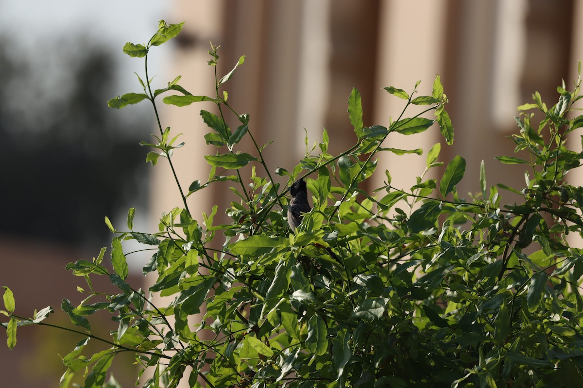 Red-vented Bulbul - ML645878267