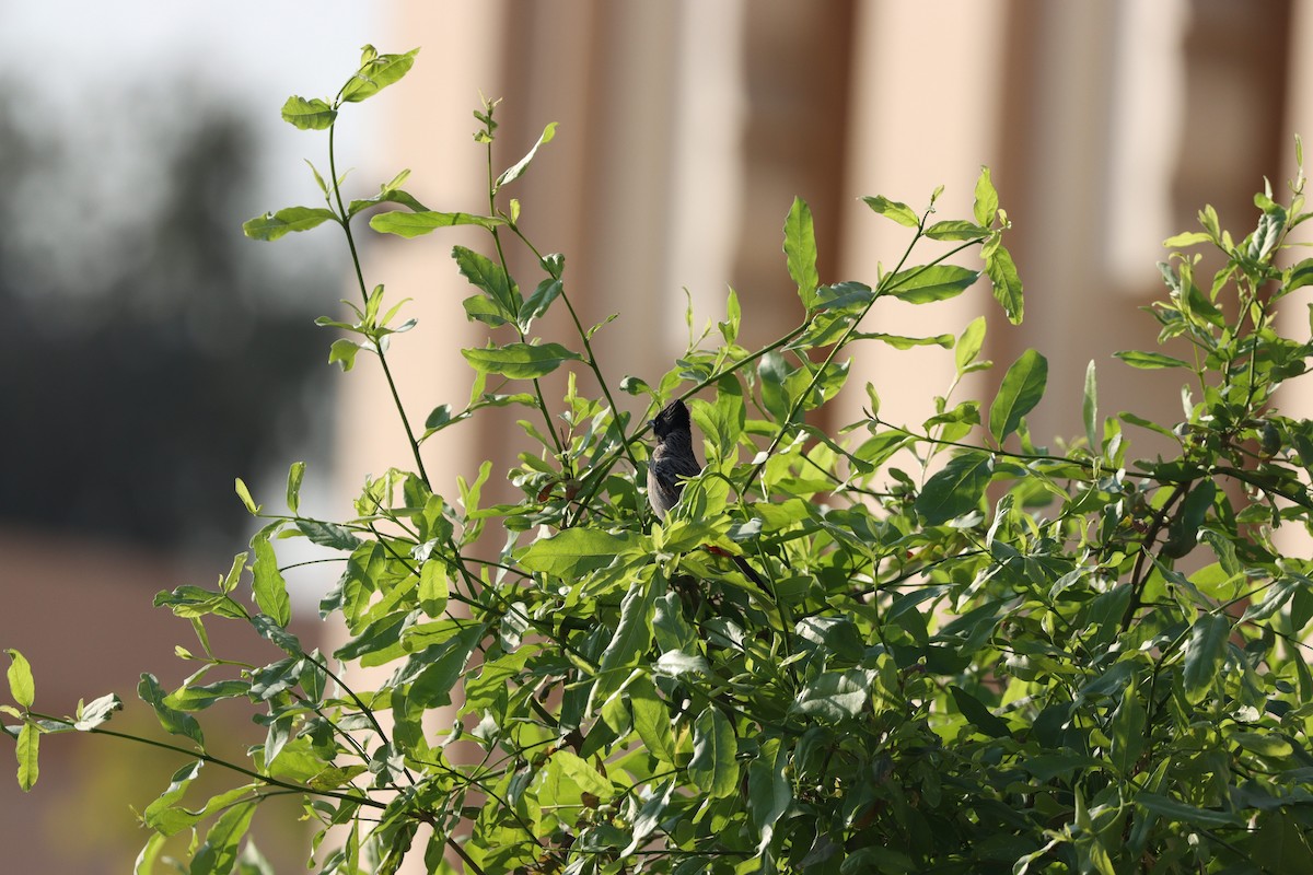 Red-vented Bulbul - ML645878269