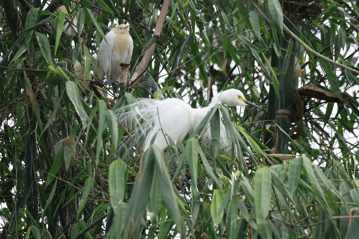Eastern Cattle-Egret - ML645878270