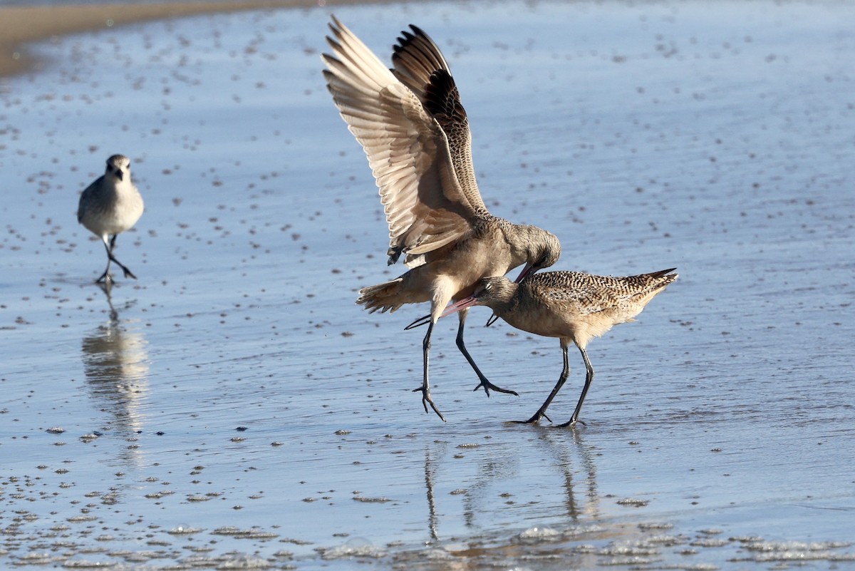 Marbled Godwit - ML645878273