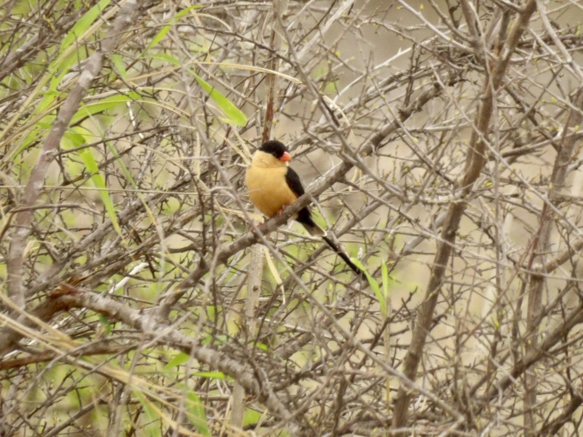 Shaft-tailed Whydah - ML645878274