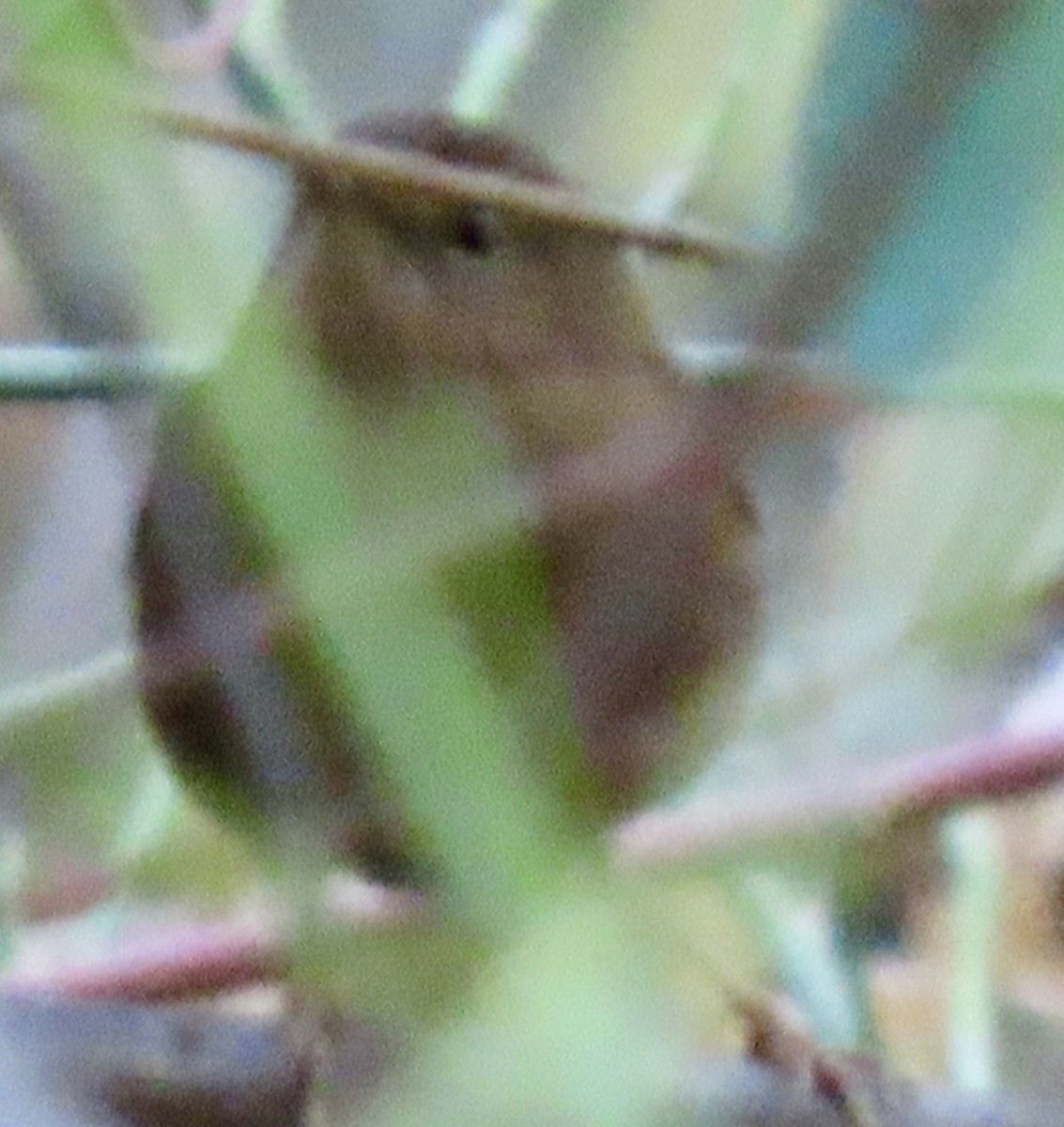 Pacific Wren - ML645878276