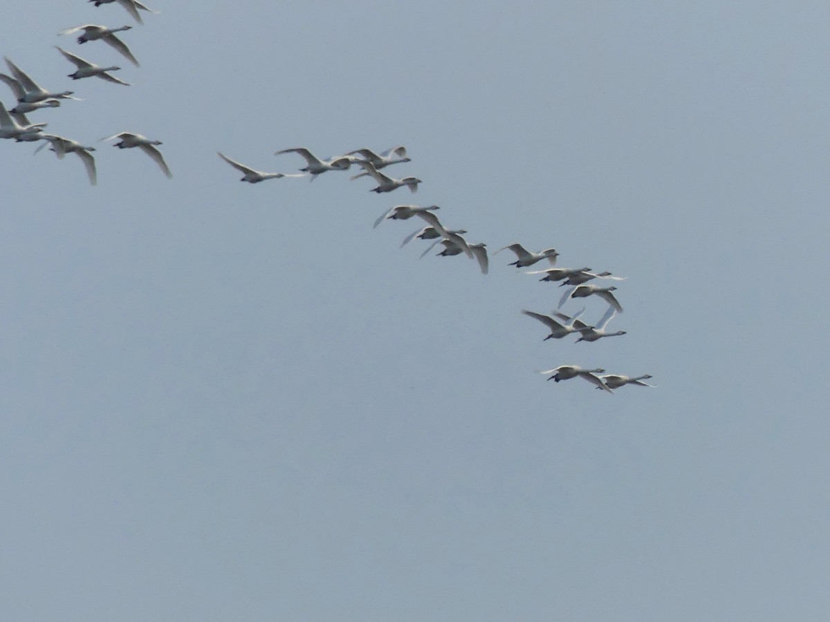 Whooper Swan - ML645878277