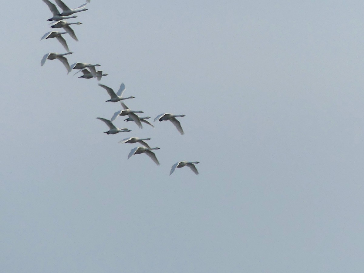 Whooper Swan - ML645878278