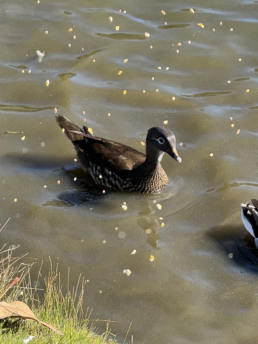 Mandarin Duck - ML645878279