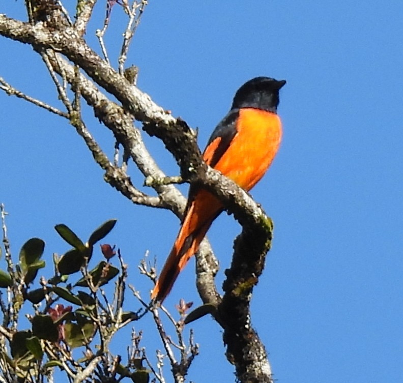 Orange Minivet - ML645878282