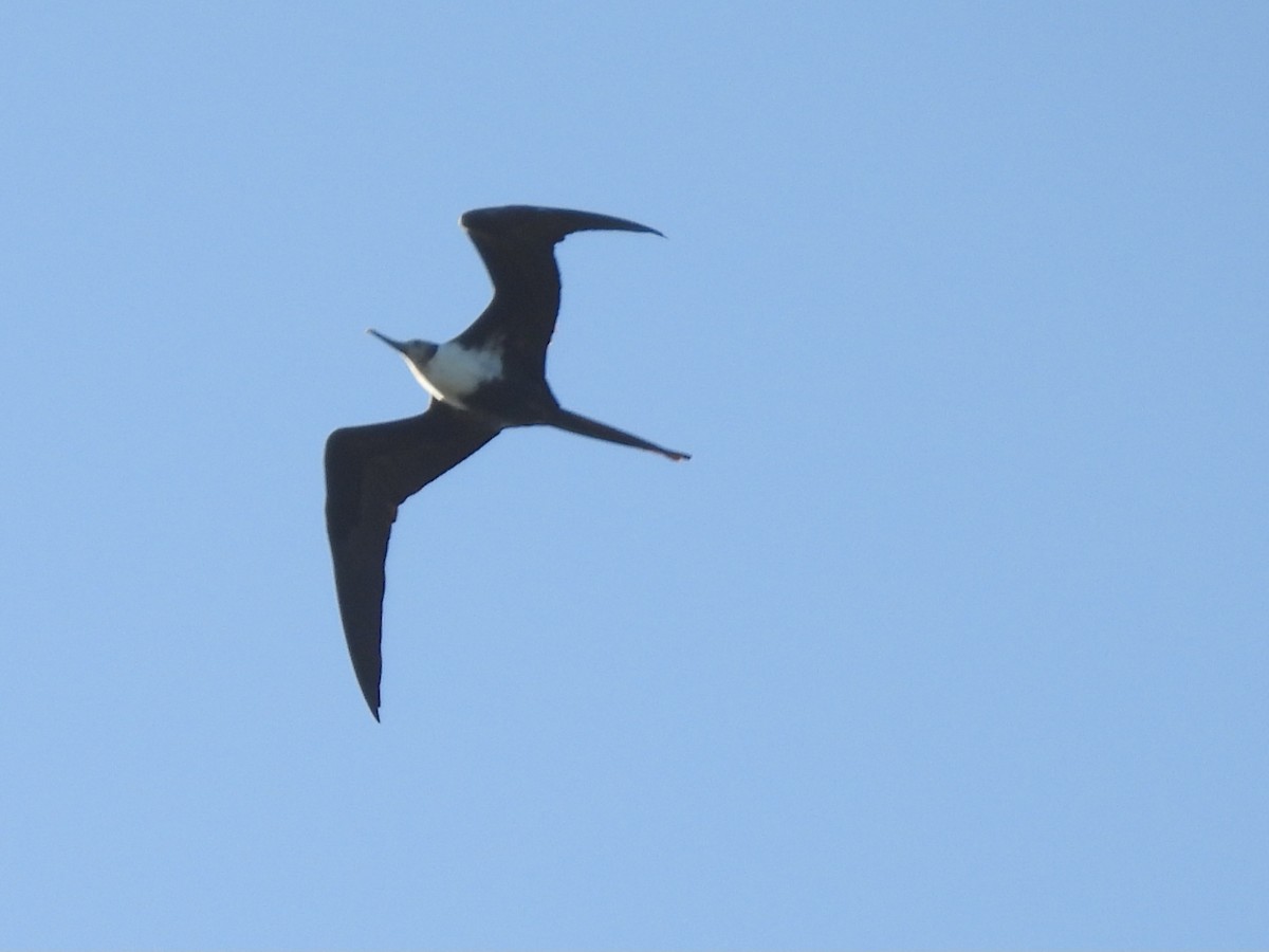 Lesser Frigatebird - ML645878283