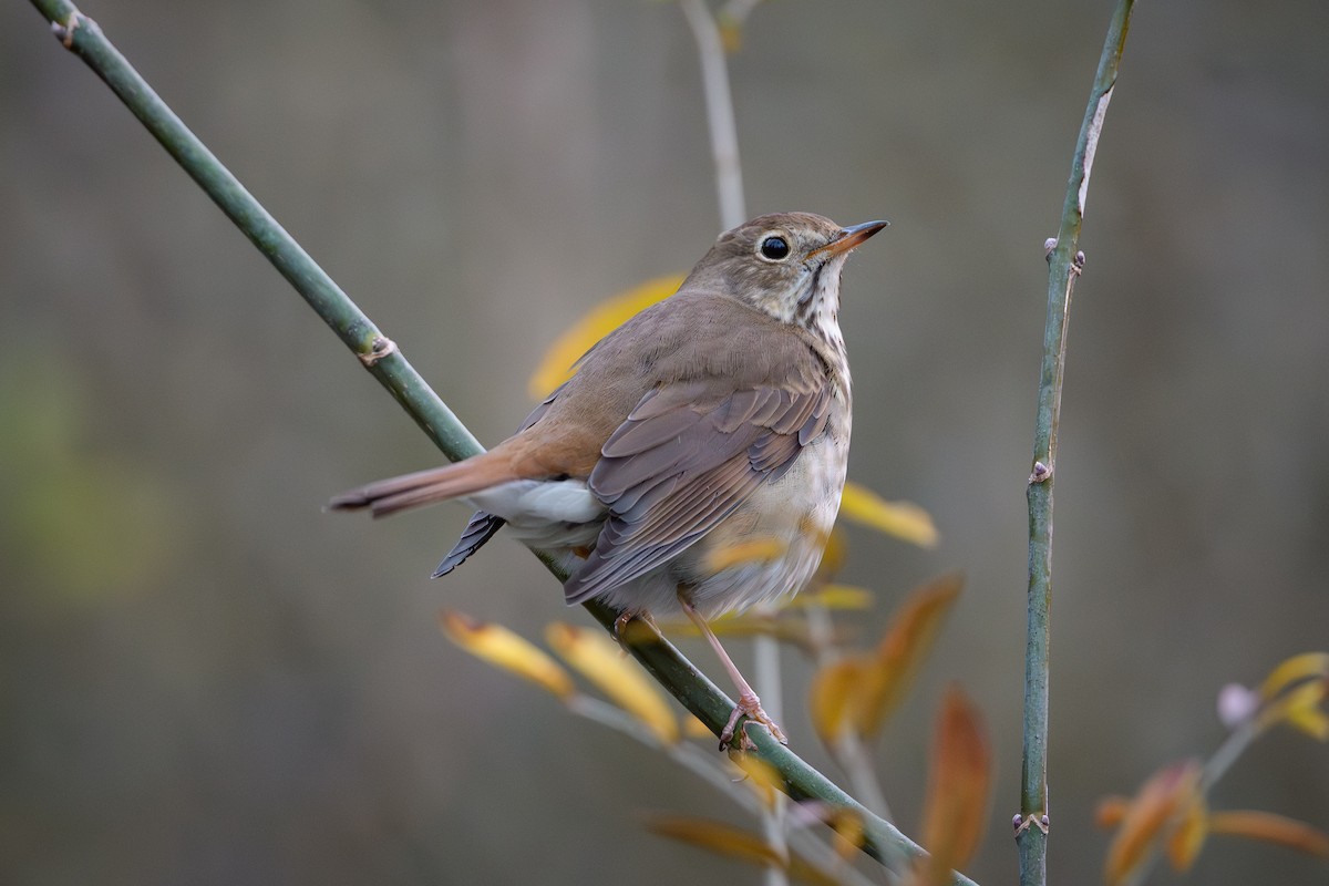 Hermit Thrush - ML645878284