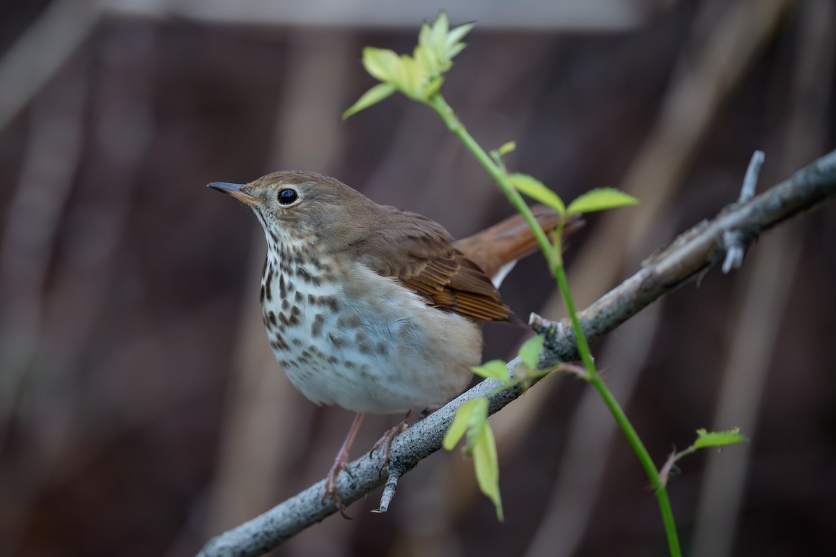 Hermit Thrush - ML645878285