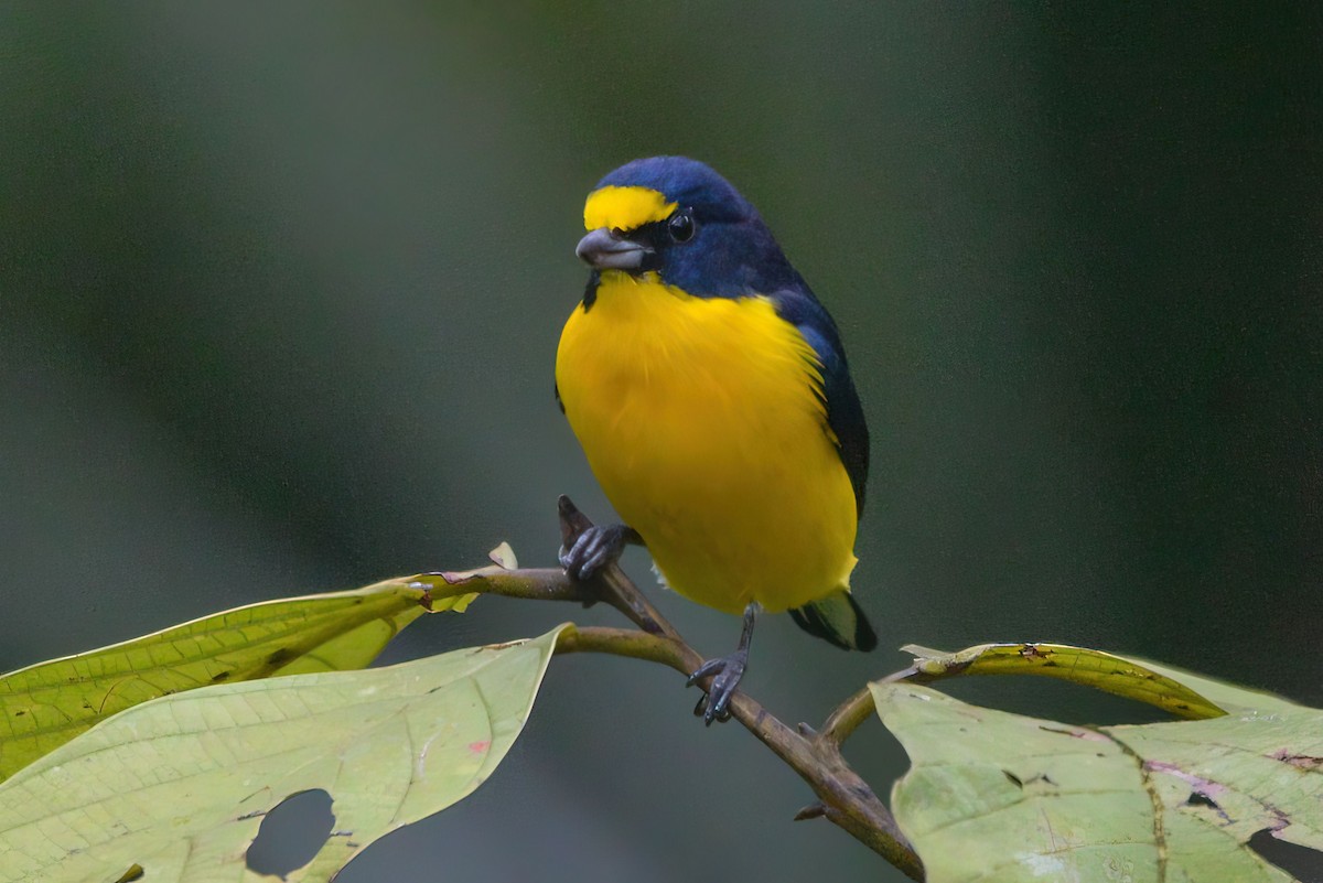 Yellow-throated Euphonia - ML645878286