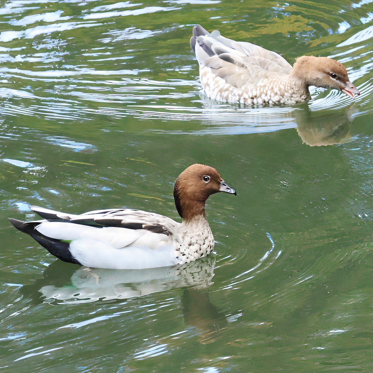 Maned Duck - ML645878287