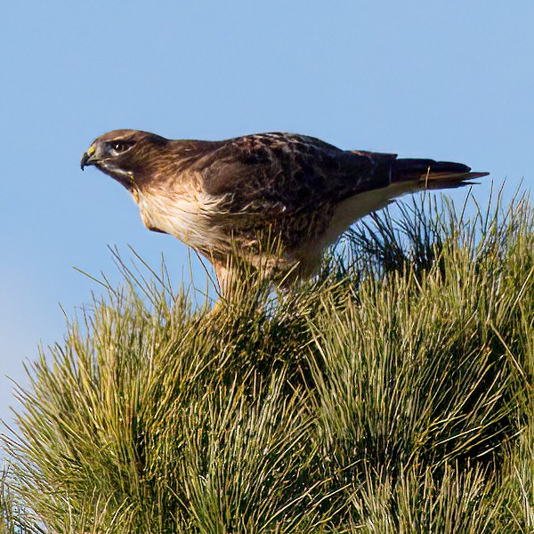Red-tailed Hawk - ML645878288