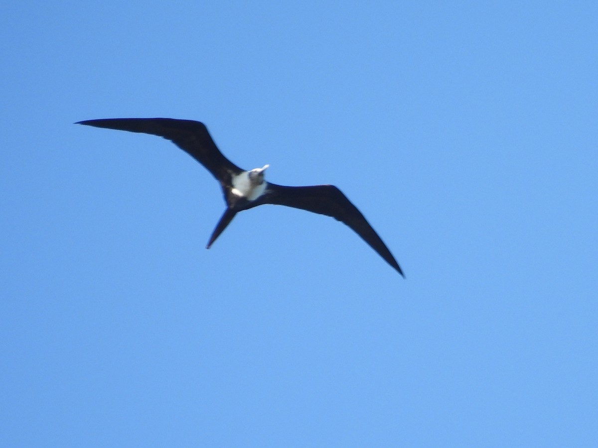 Lesser Frigatebird - ML645878289