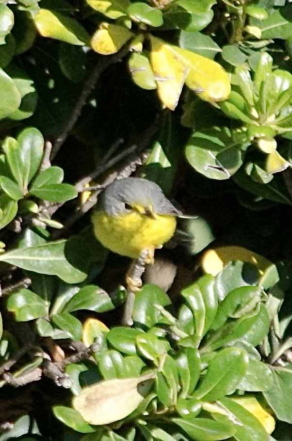 Canada Warbler - ML645878290