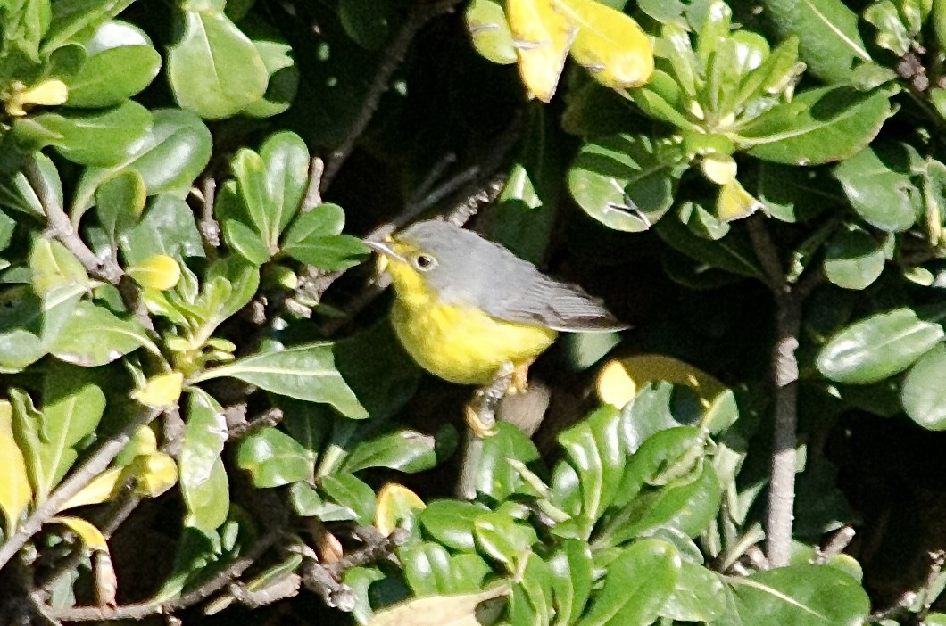 Canada Warbler - ML645878291