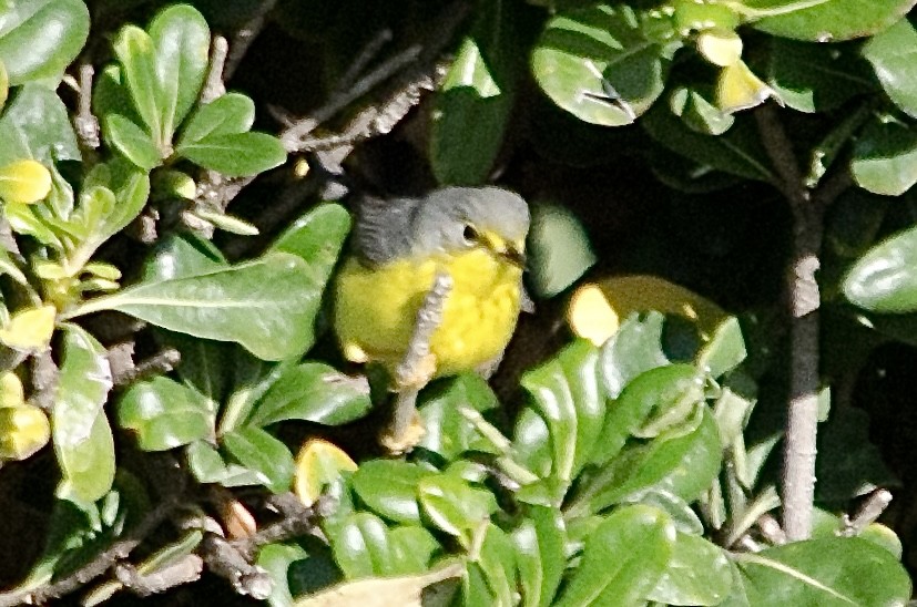 Canada Warbler - ML645878292