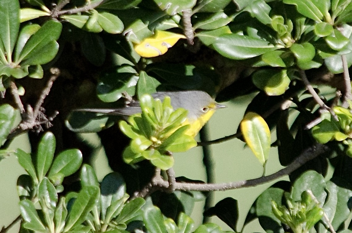 Canada Warbler - ML645878293