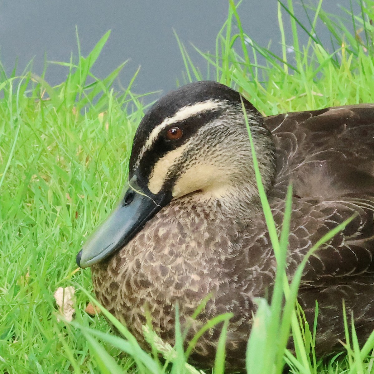 Pacific Black Duck - ML645878294