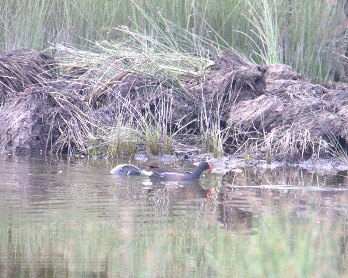 Eurasian Moorhen - ML645878303