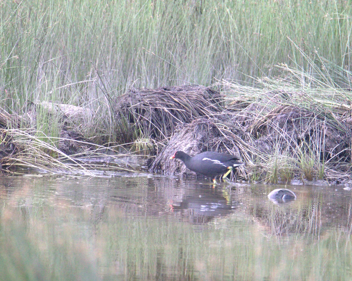 Eurasian Moorhen - ML645878304
