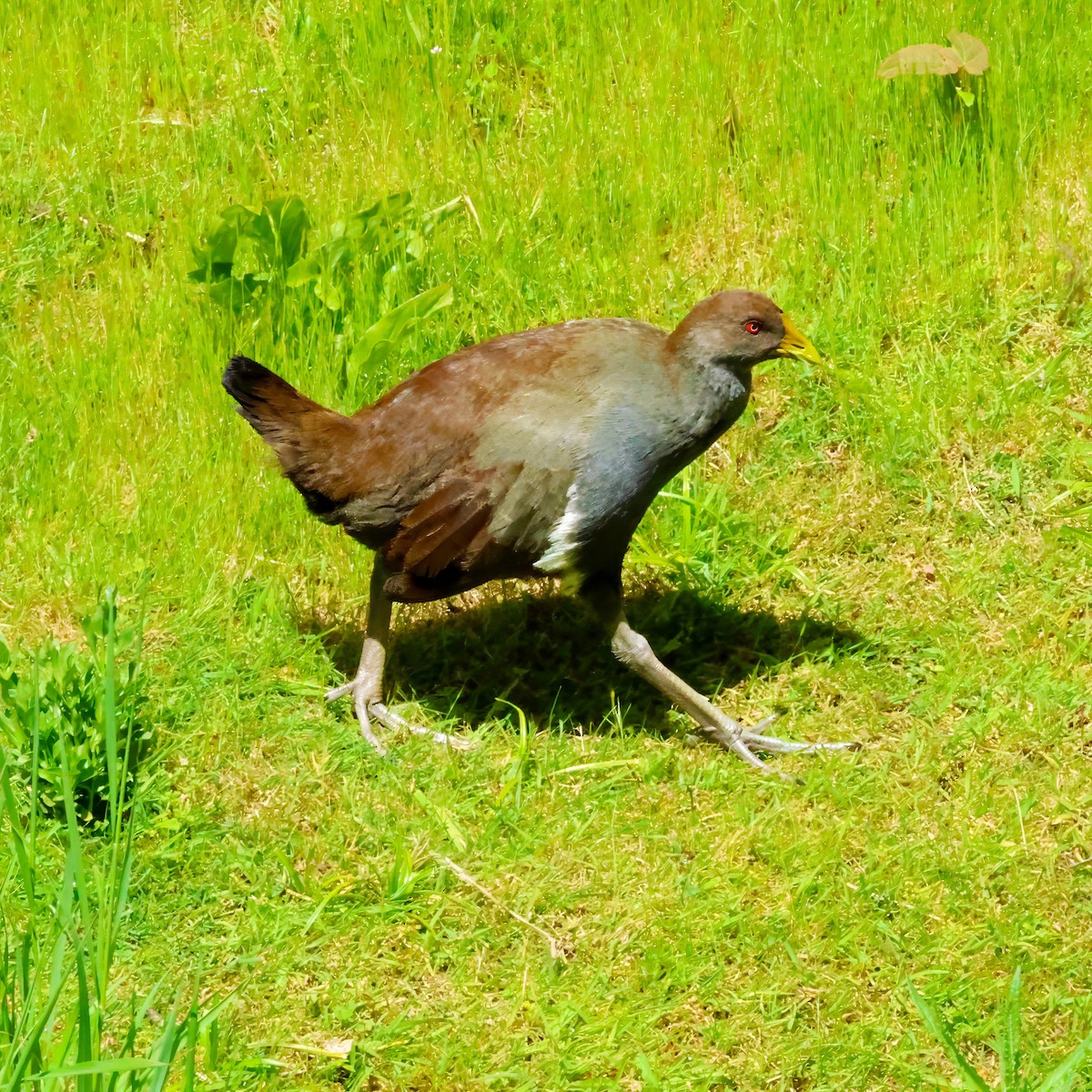 Tasmanian Nativehen - ML645878305