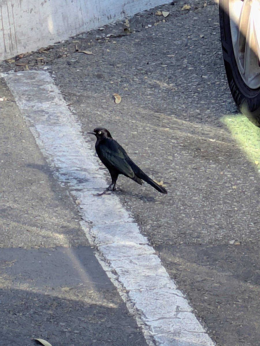 Brewer's Blackbird - ML645878306