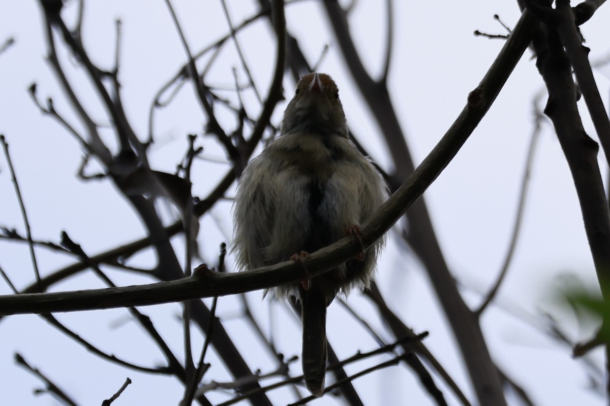 langstjertskredderfugl - ML645878307