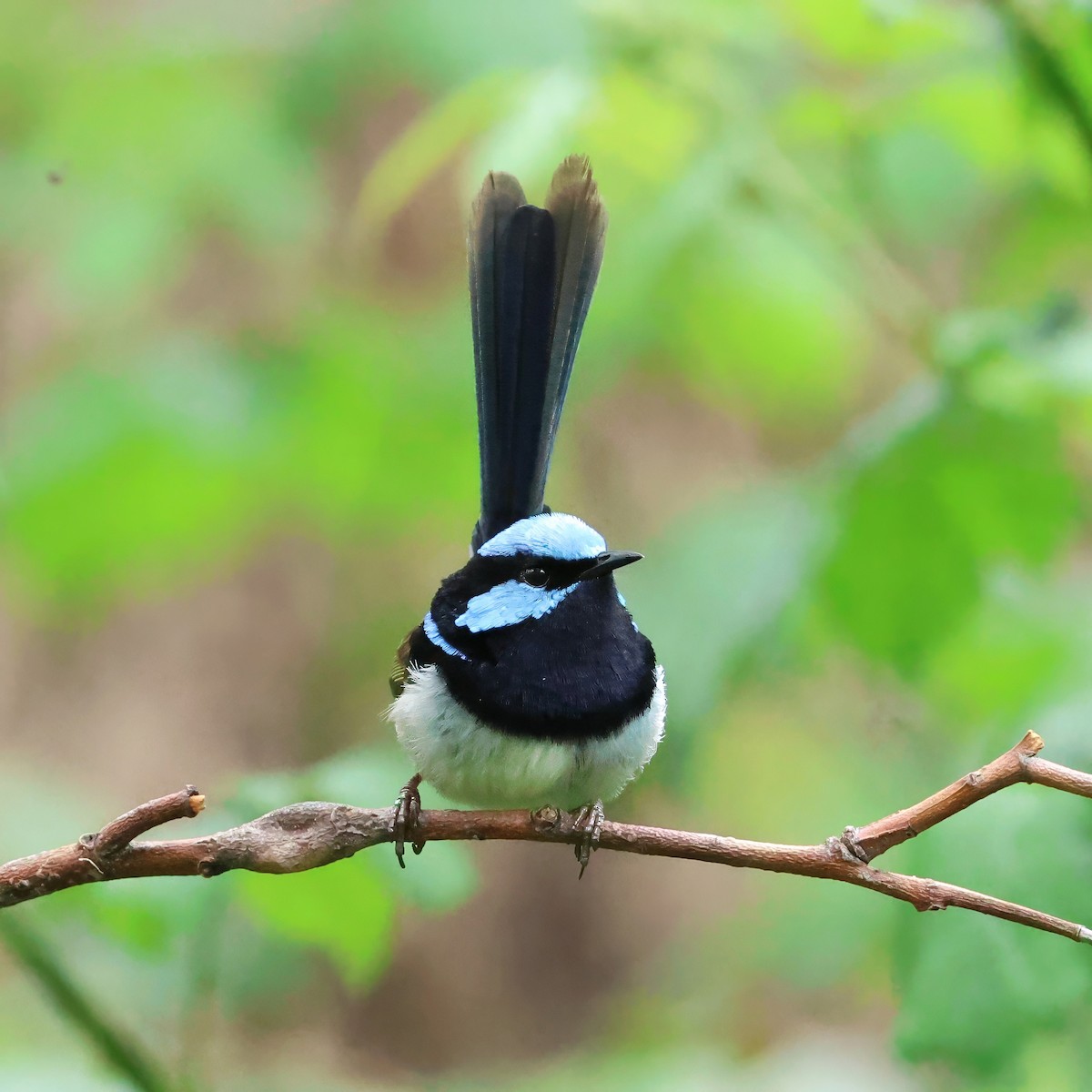 Superb Fairywren - ML645878308