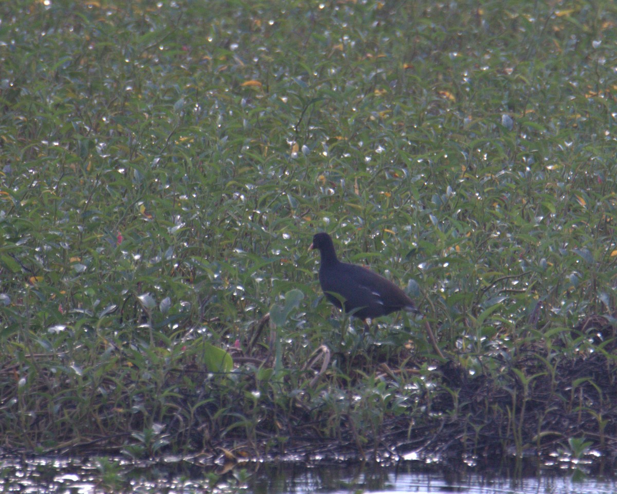 sivhøne - ML645878311