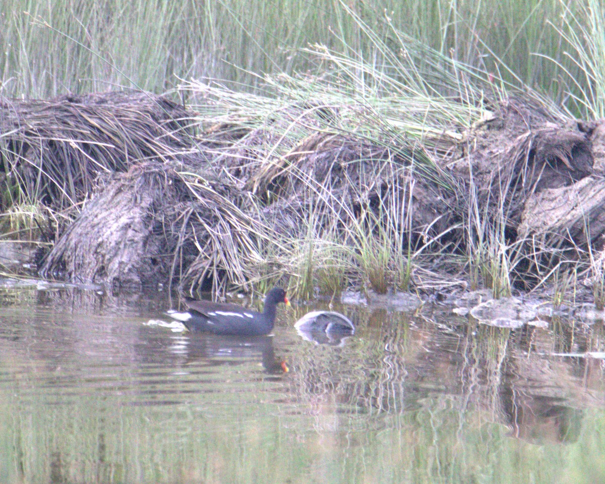 sivhøne - ML645878312