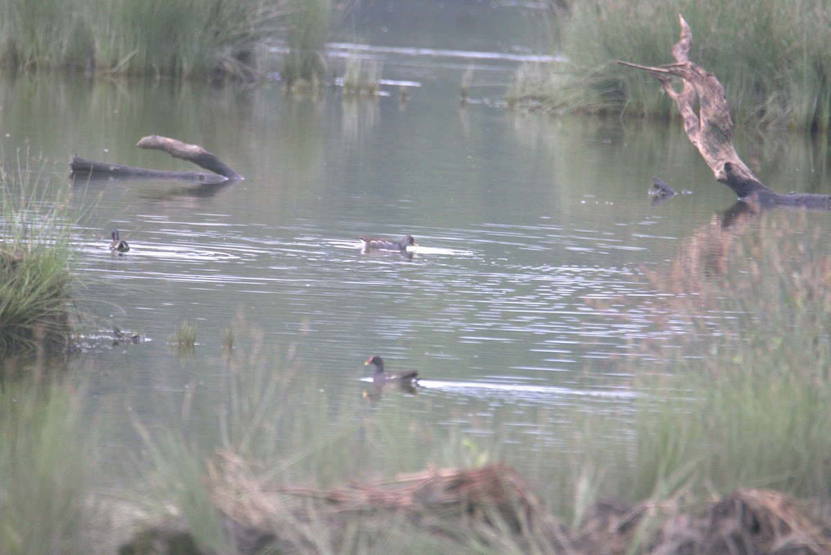 sivhøne - ML645878313