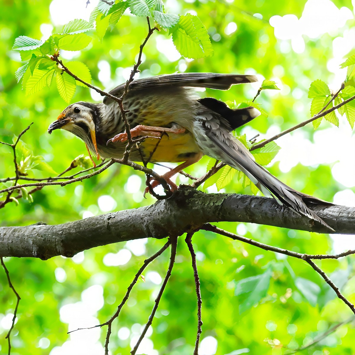 gyllenflikhonningeter - ML645878320