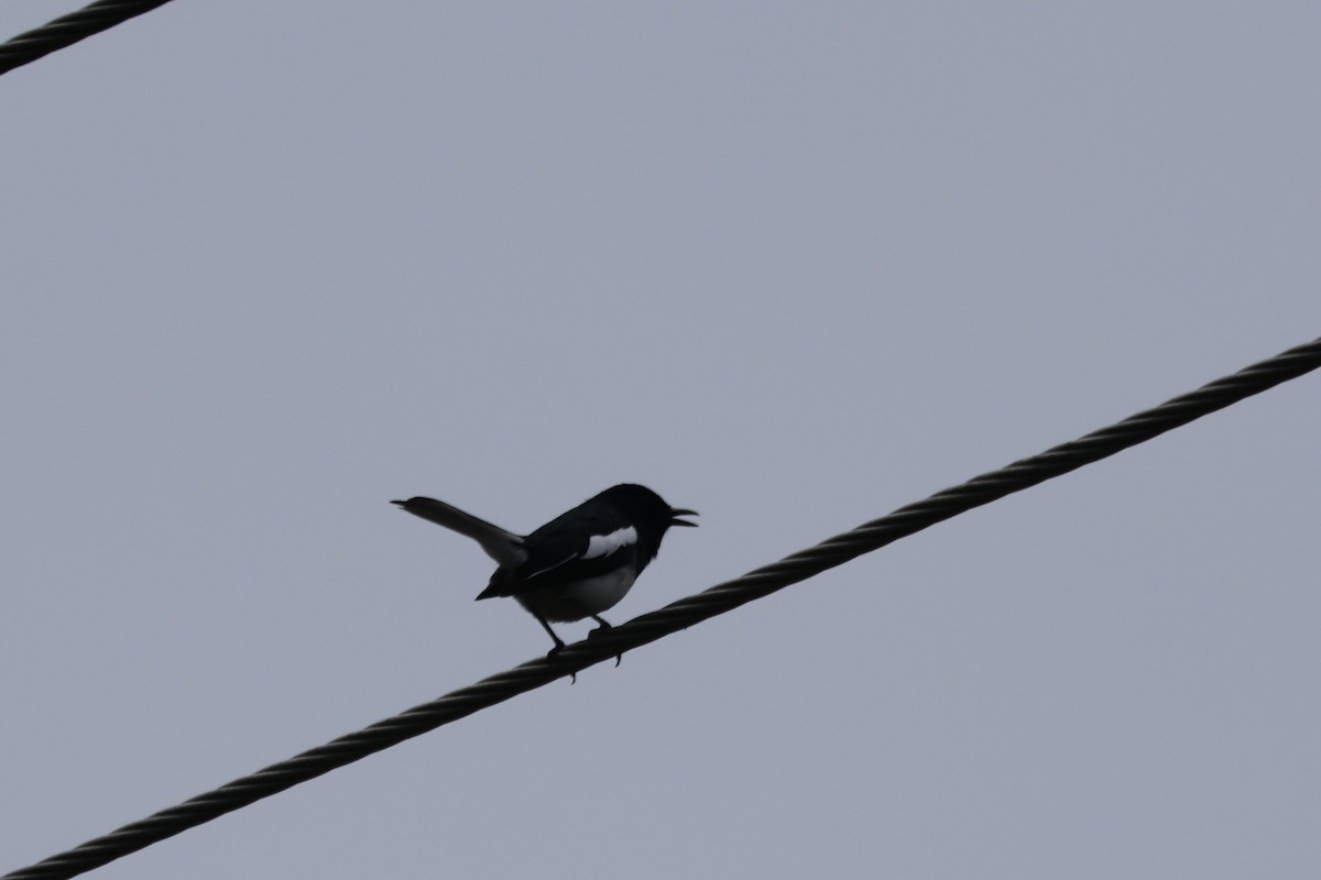 orientskjæreskvett - ML645878322