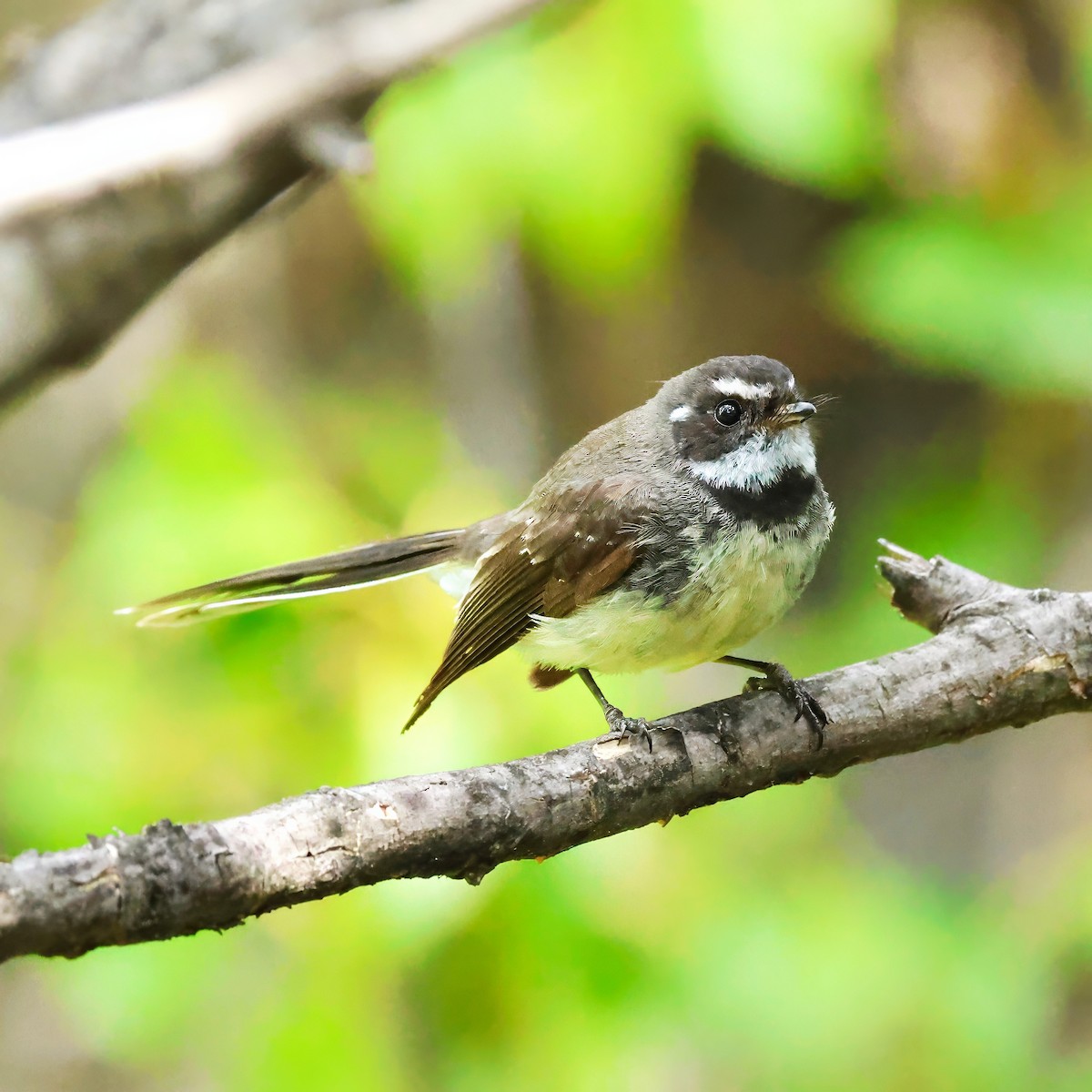 gråviftestjert - ML645878323