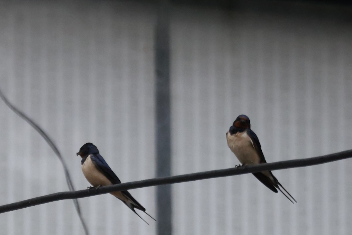 tempelsvale - ML645878325