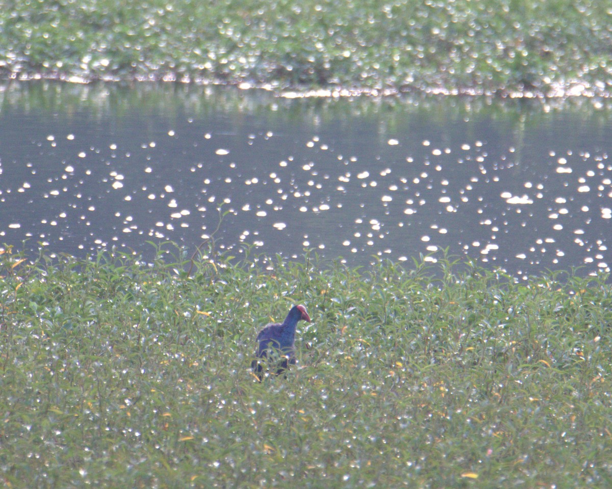 bleksultanhøne - ML645878326