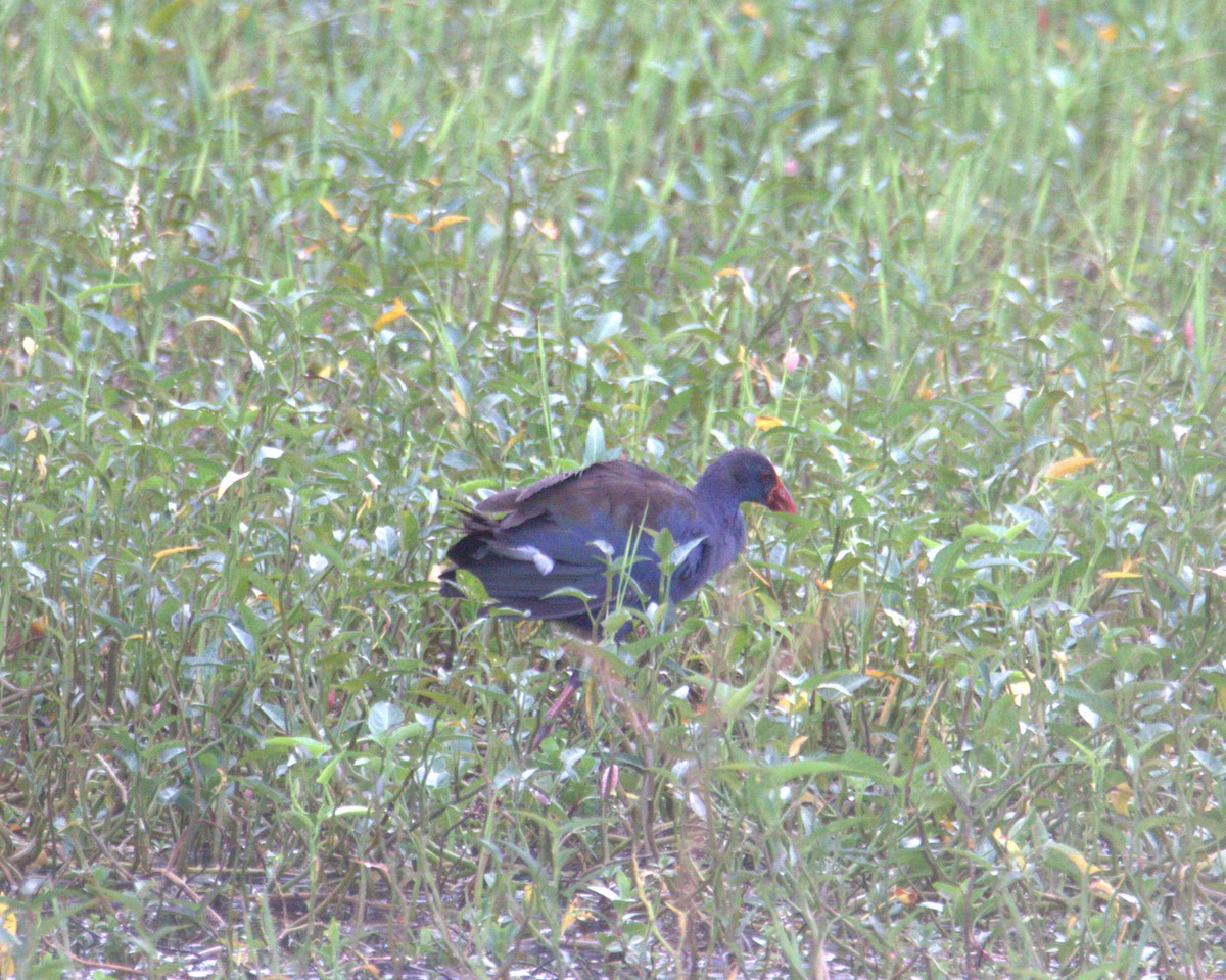 bleksultanhøne - ML645878327