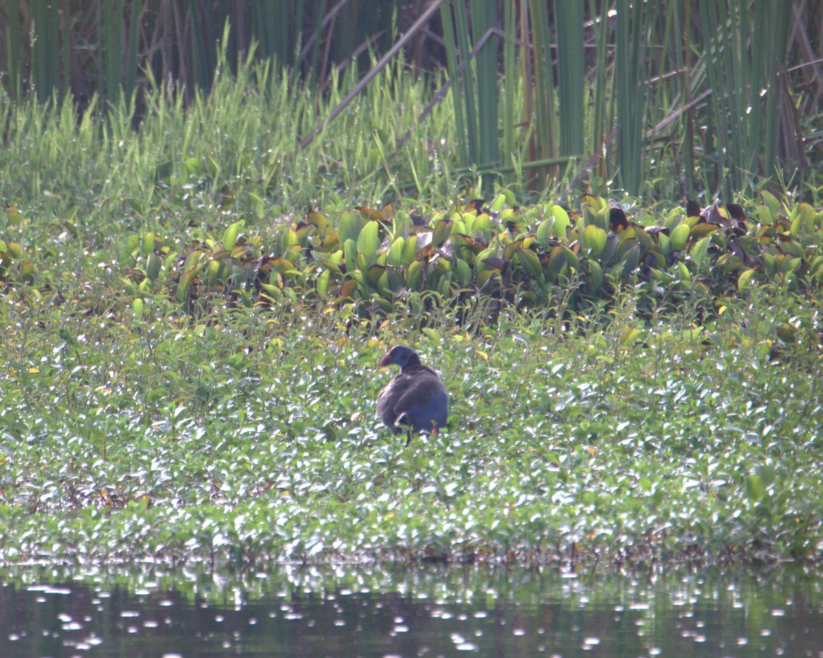 bleksultanhøne - ML645878328