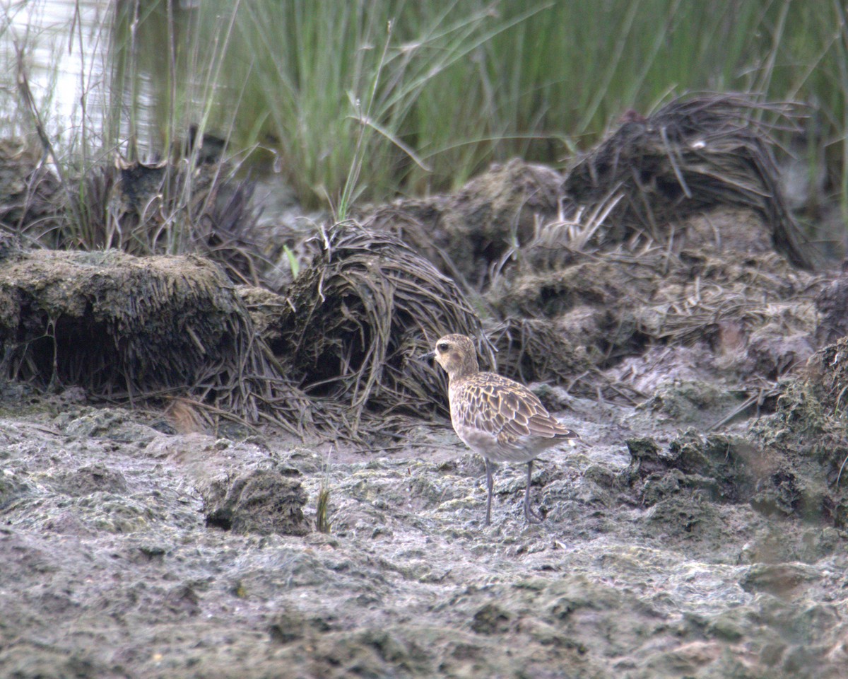 sibirlo - ML645878329