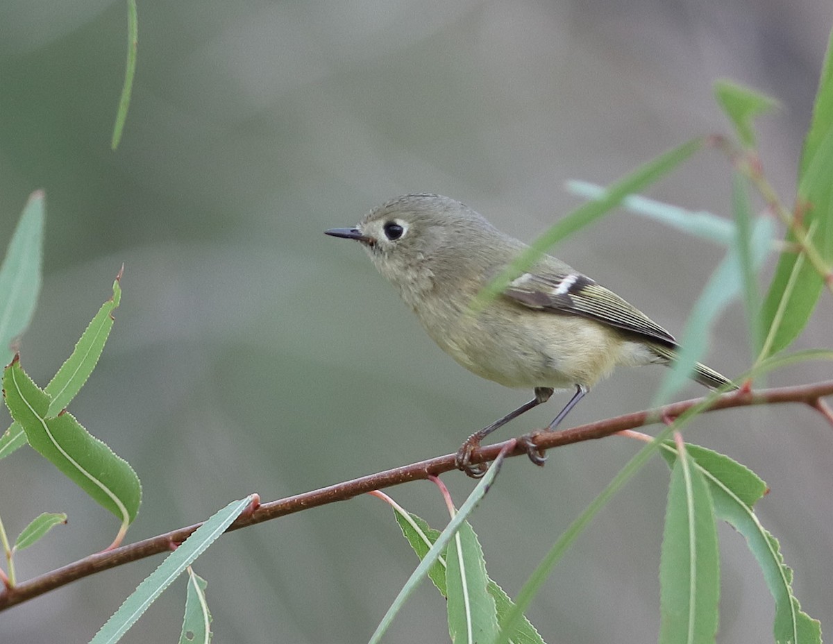 rubinfuglekonge - ML645878330