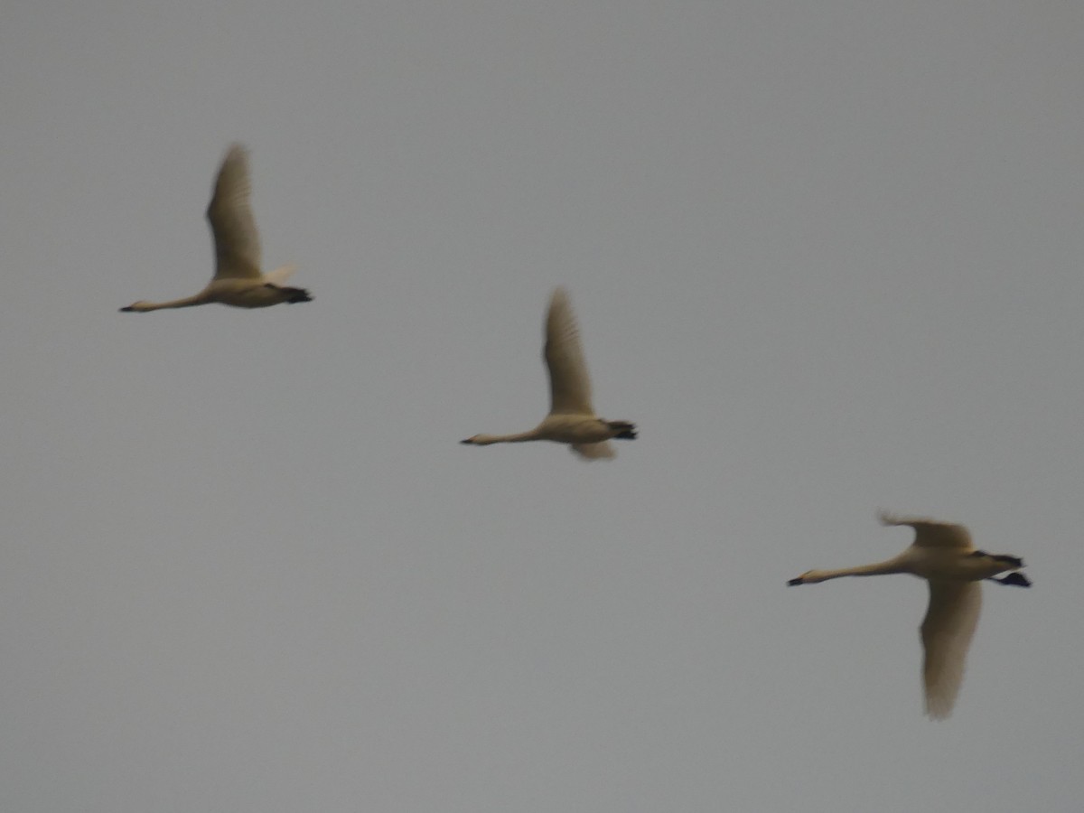 dvergsvane - ML645878332