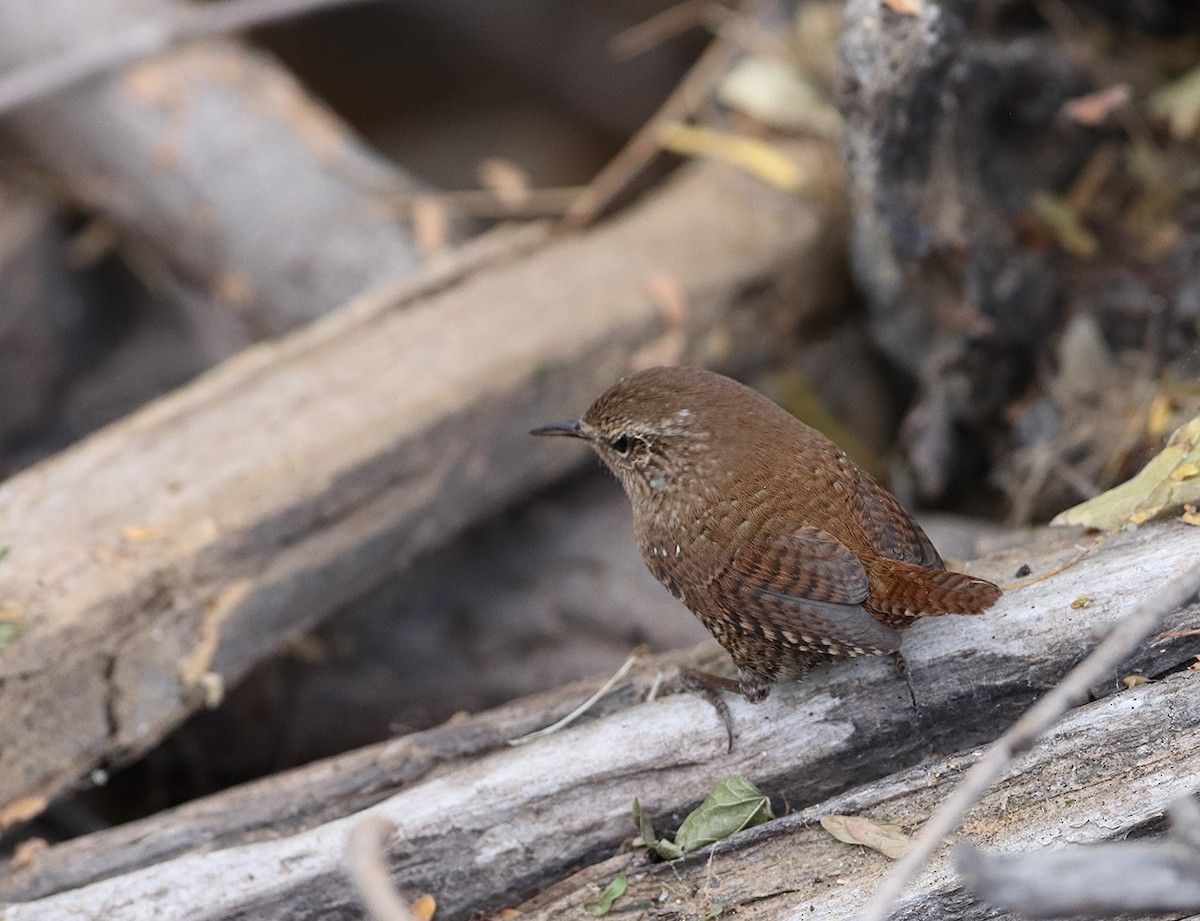 Winter Wren - ML645878333