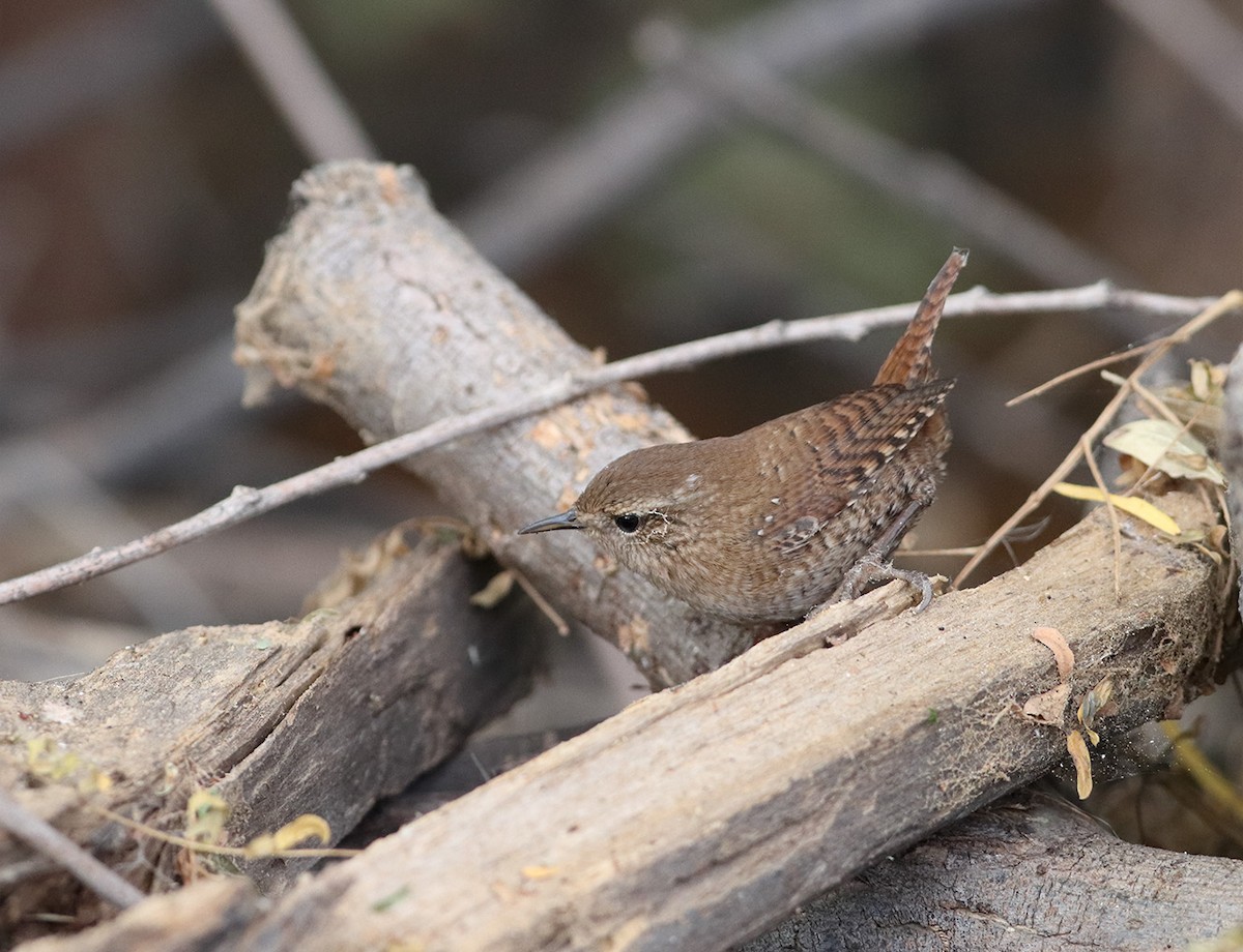 Winter Wren - ML645878335