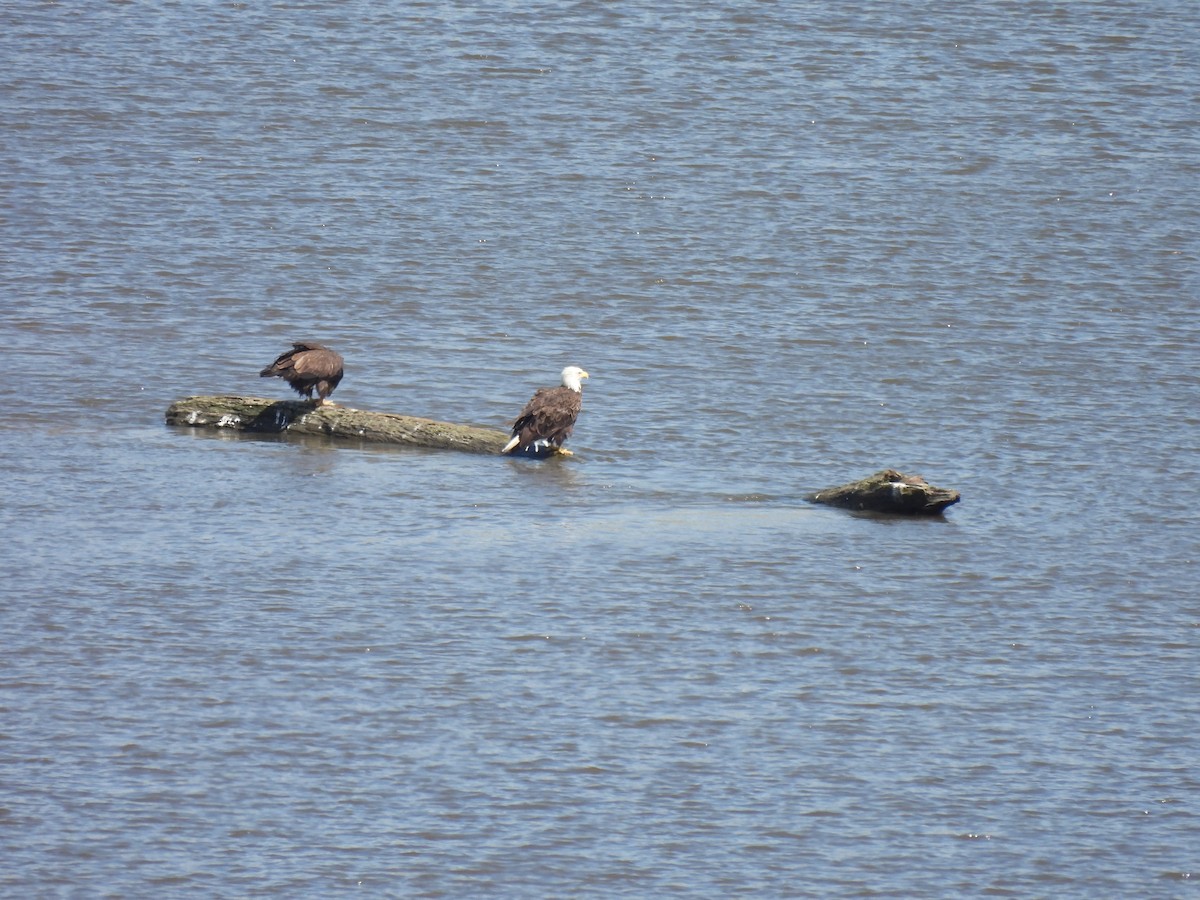 hvithodehavørn - ML645878336