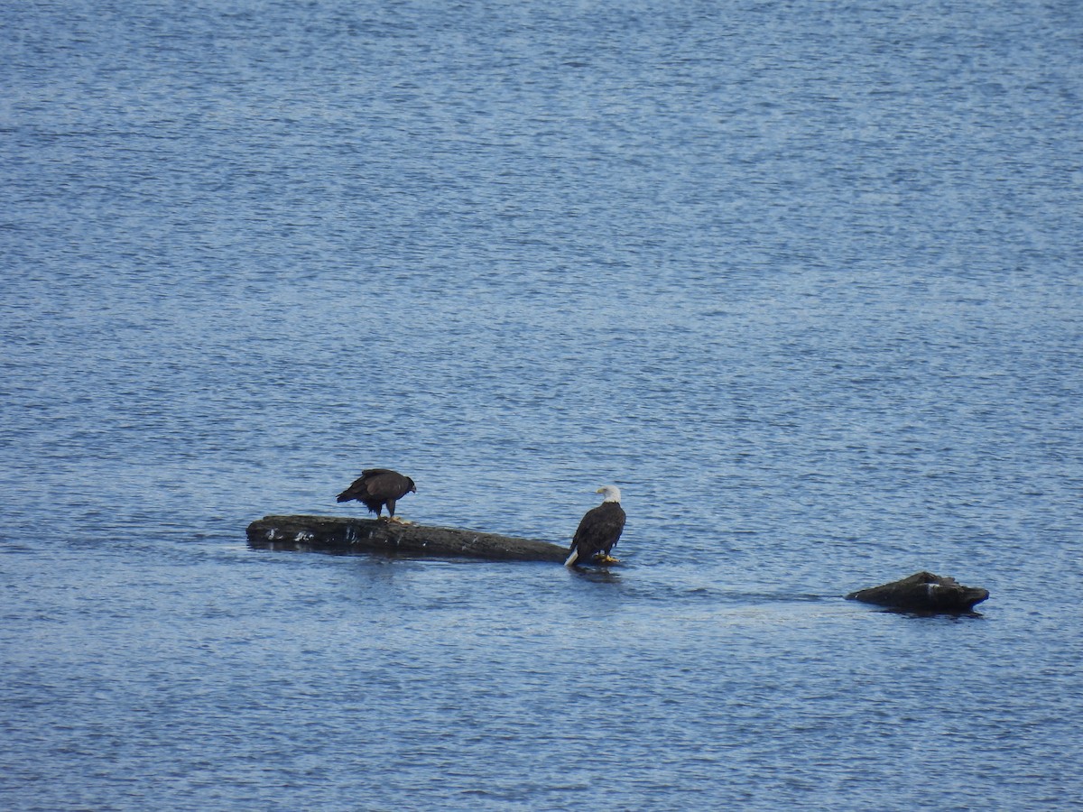 hvithodehavørn - ML645878337