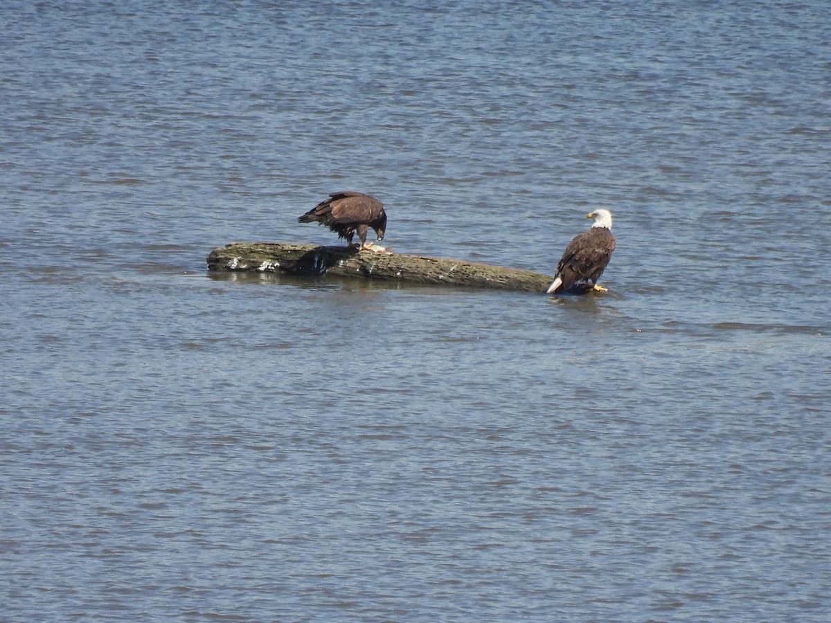 hvithodehavørn - ML645878338