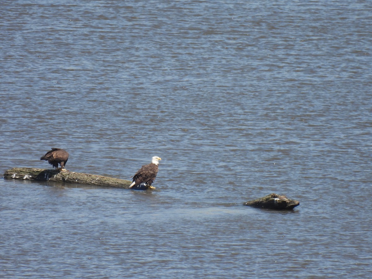 hvithodehavørn - ML645878339